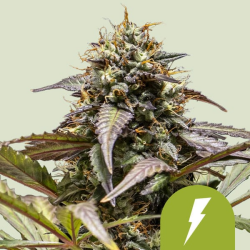 North Thunderfuck Auto - Royal Queen Seeds