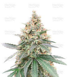 CBD Northern Lights feminisierte Samen (Seedstockers)