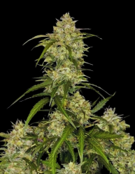 Sour Jealousy Auto - FastBuds Seeds