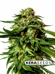 Amsterdam Cheese - Kera Seeds