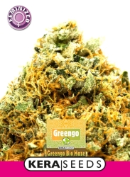 Greengo Bio Haze - Kera Seeds feminisiert