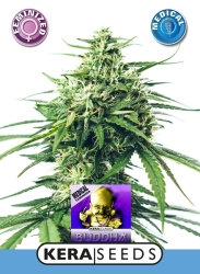 Medical Buddha - Kera Seeds