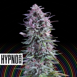 Hypno Zkittlez - Hypno Seeds