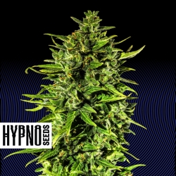 Dr. Hypno CBD Auto - Hypno Seeds