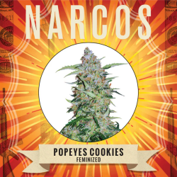 Popeyes Cookies - Narcos Seeds