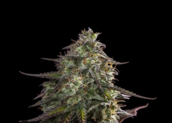 Blue Cheese Auto - Expert Seeds