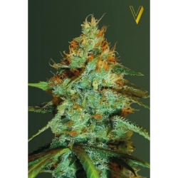 Original Limonade Skunk - Victory Seeds