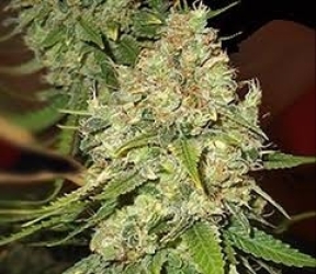 Blackberry OG - Emerald Triangle Seeds