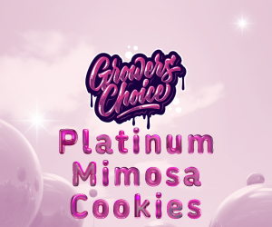 Platinum Mimosa Cookies - Growers Choice