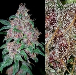 Orange Purple Berry Reg. - Lineage Genetics