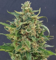 Triple XL Auto - Lineage Genetics