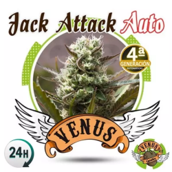 Jack Attack Auto - Venus Genetics