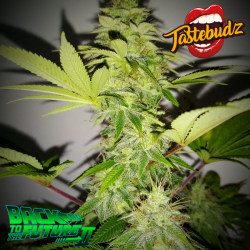 Back To The Future #2 - Tastebudz Seeds