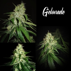 Gelonade - Tastebudz Seeds