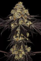 Sunset Paradise - Paradise Seeds