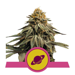 Royal Skywalker - Royal Queen Seeds