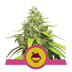 Blue Gelato- Royal Queen Seeds