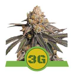 Triple G Automatic - Royal Queen Seeds