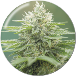 Eboshi CBG - Medical Seeds