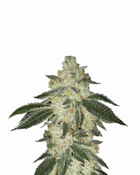 Black Jack Auto - Nirvana Seeds