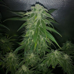 Pure CBG - Philosopher Seeds