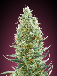 Amnesia Fast Version - Advanced Seeds