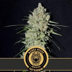 Mamba Negra FB - BlimBurn Seeds