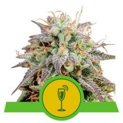 Mimosa Automatic - Royal Queen Seeds