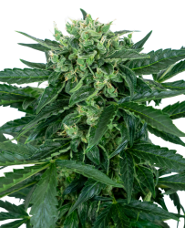 Sensi Amnesia Automatic - Sensi Seeds