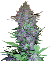 Purple Skunk Auto - Sensi Seeds