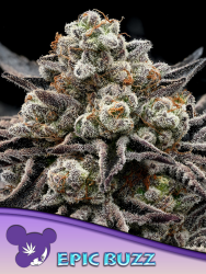 Epic Buzz - Anesia Seeds