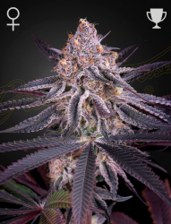 King's Juice - Green House Seeds