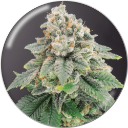 Bluehell CBD - Medical Seeds