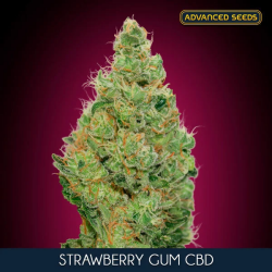 Strawberry Gum - Advanced Seeds