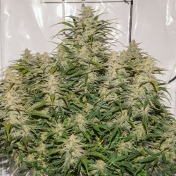 Auto SFV OG - Dutch Passion