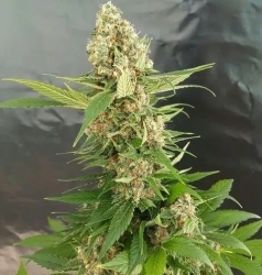 Gorilla Ice Cream - Expert Seeds