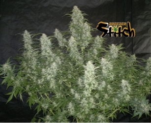 White Sirius reg. - Flash Seeds