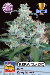 Cheese Auto (ex Crazy Mouse Auto) - Kera Seeds