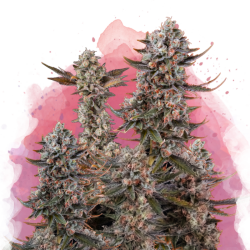 Lithium OG Kush Reg. - Nirvana Seeds