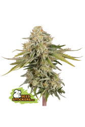 Black Rainbow Auto - Seedstockers