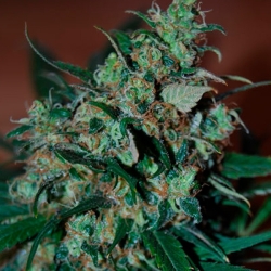 Power Bud - Black Skull Seeds