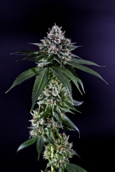 Ken's Kush Reg - Grand Daddy Purp Genetics