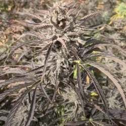 EZ Bake AUTO - Trilogene Seeds