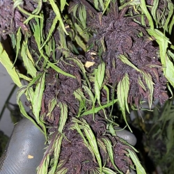 Glu CBD Auto - Trilogene Seeds