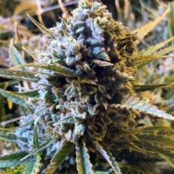 Sour Krout AUTO - Trilogene Seeds