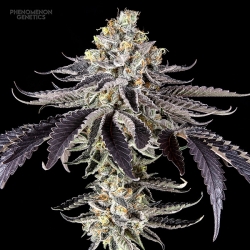 Crazy Melon - Phenomenom Genetics