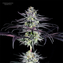 Tangoz - Phenomenom Genetics