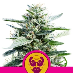 Granddaddy Purple - Royal Queen Seeds