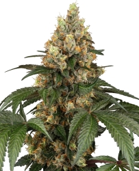 Chocolate Rainbow XXL - Sensi Seeds