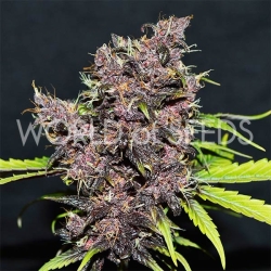 Purple Afghan Kush Ryder - World of Seeds